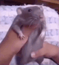 rat dance woooo